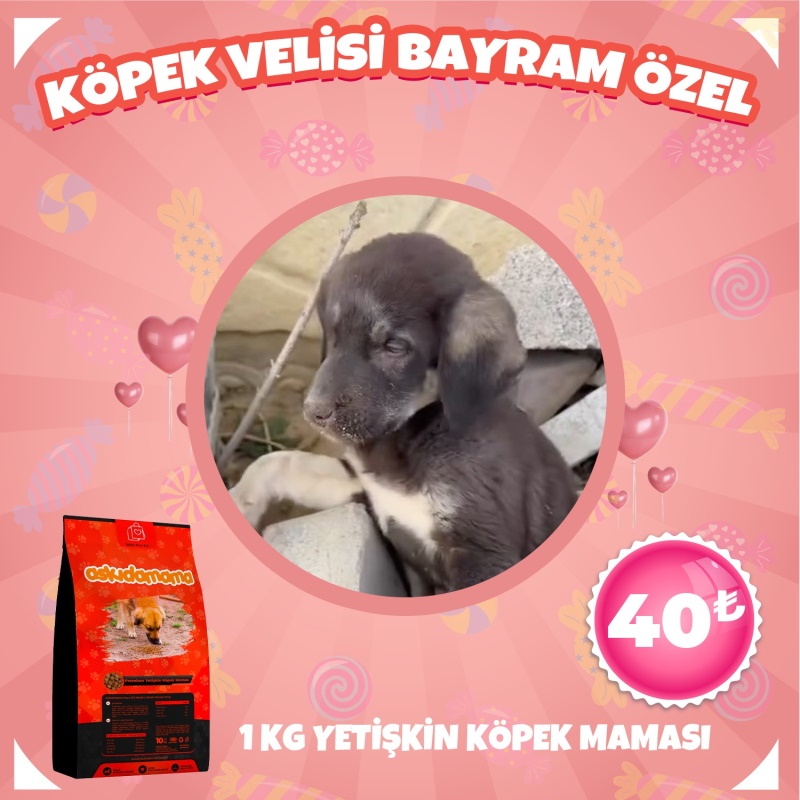 Köpek Velisi Bayram Özel 1 Kg Köpek Maması