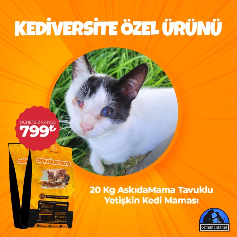 Kediversite Özel Ürünü 20 Kg Kuru Mama